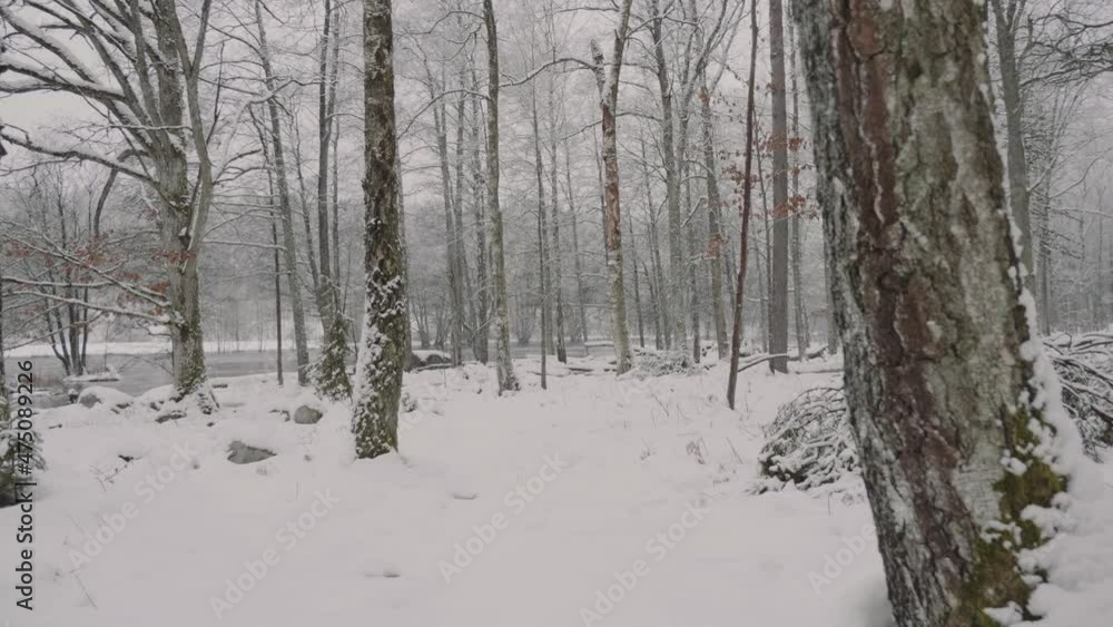 Snow-covered trees in a forest in mystic winter landscape Snow-covered trees in a forest in mystic winter landscape