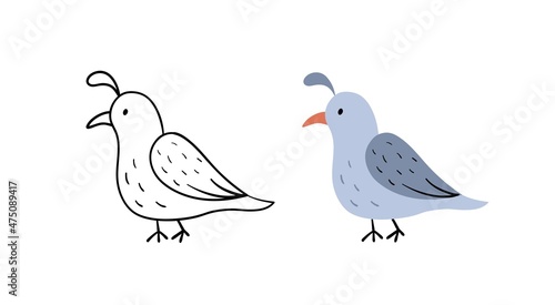 Hand-drawn quail. Vector Illustration bird. Contour and color version.