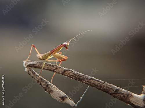 praying mantis on a branch © Murhan