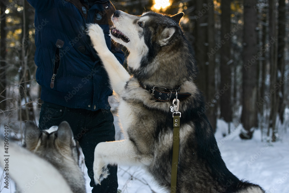 Naklejka premium training of husky and malamute dogs in winter on the street
