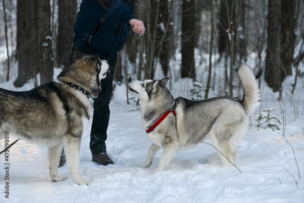 training of husky and malamute dogs in winter on the street training of husky and malamute dogs in winter on the street