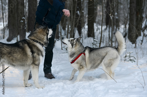 training of husky and malamute dogs in winter on the street