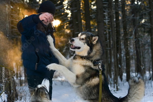 Vászonkép training of husky and malamute dogs in winter on the street