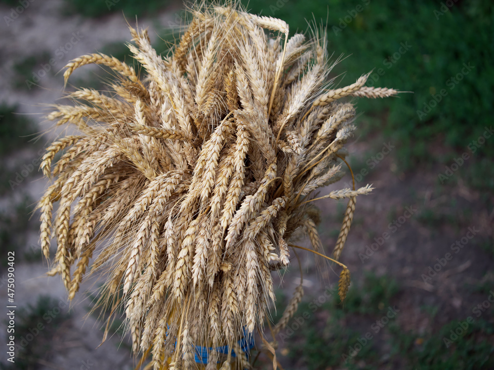 A sheaf of ripe wheat ears. Spikelets close-up. A sheaf of ripe wheat ears. Spikelets close-up.