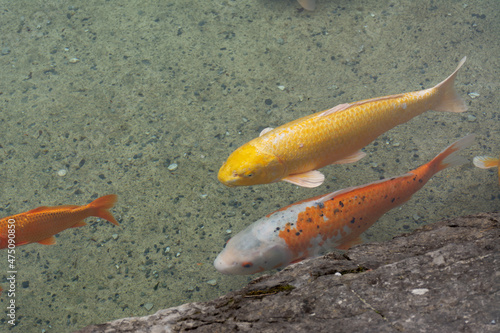 Colourful Koi fish in an artificial pond