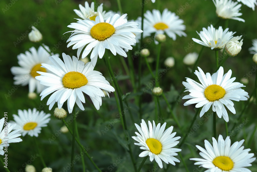 Leucanthemum vulgare. Big flowers Daisies in the green grass. Field with Daisies. Wild flowers growing on meadow, white chamomiles on green grass background. White daisys in the summer sun. Leucanthemum vulgare. Big flowers Daisies in the green grass. Field with Daisies. Wild flowers growing on meadow, white chamomiles on green grass background. White daisys in the summer sun.
