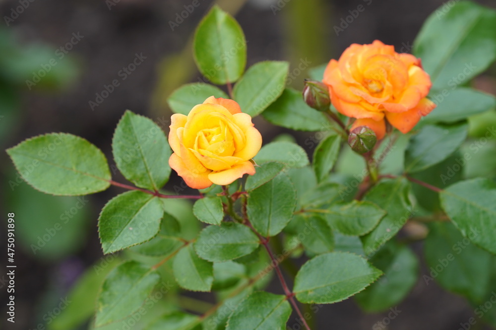 Flower, Garten, Outdoor, Blume, Blüte, Garten, Draußen Flower, Garten, Outdoor, Blume, Blüte, Garten, Draußen