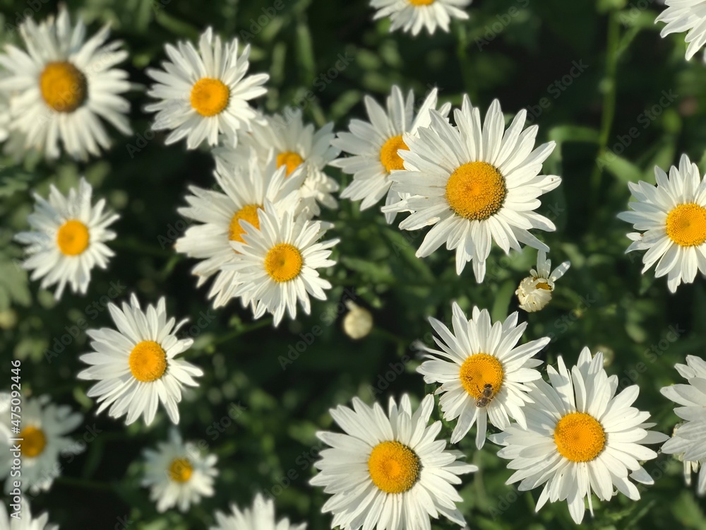 daisies in a field close up, summer flowers, chamomiles in the garden, perfect summer wallpaper daisies in a field close up, summer flowers, chamomiles in the garden, perfect summer wallpaper