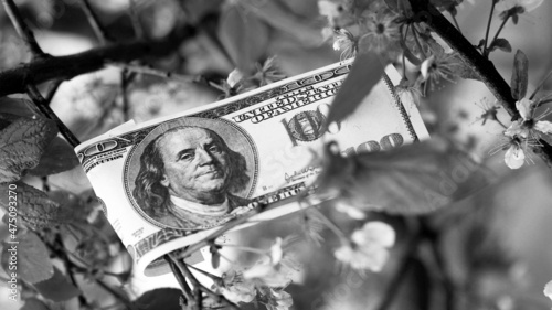 money grows on tree photo