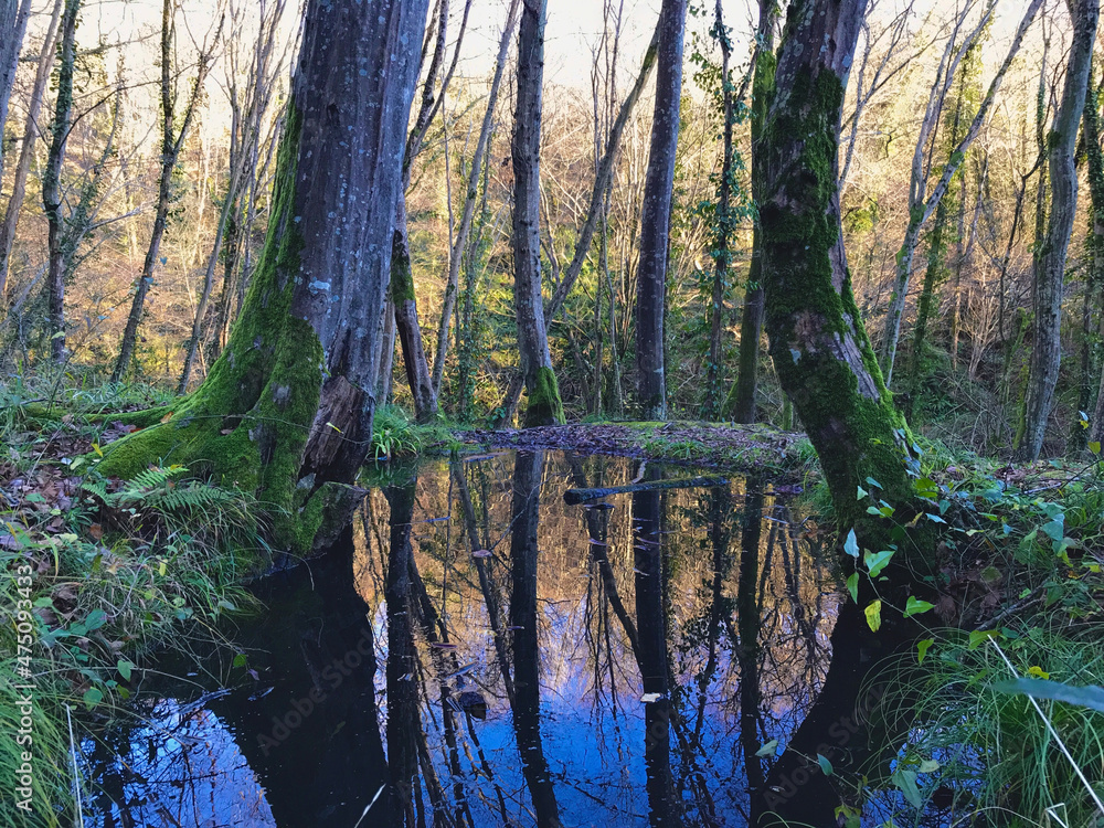 Obraz premium Beautiful view of trees reflection in the puddle after rain. Stunning landscape in autumn forest. Outdoor concept. Pure clean nature. Scenery reflection on water. Non-urban landscape.