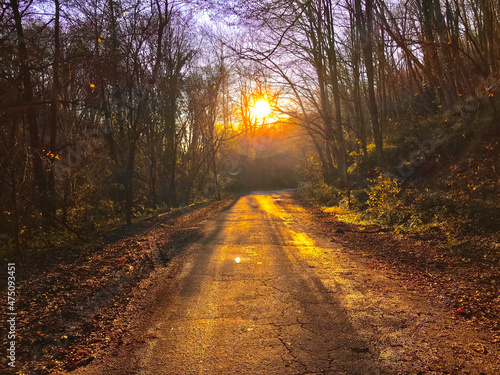 Bright sunlight over the pedestrian path. Road in the forest among trees. Scenic walkway in forest street during stunning winter sunset.