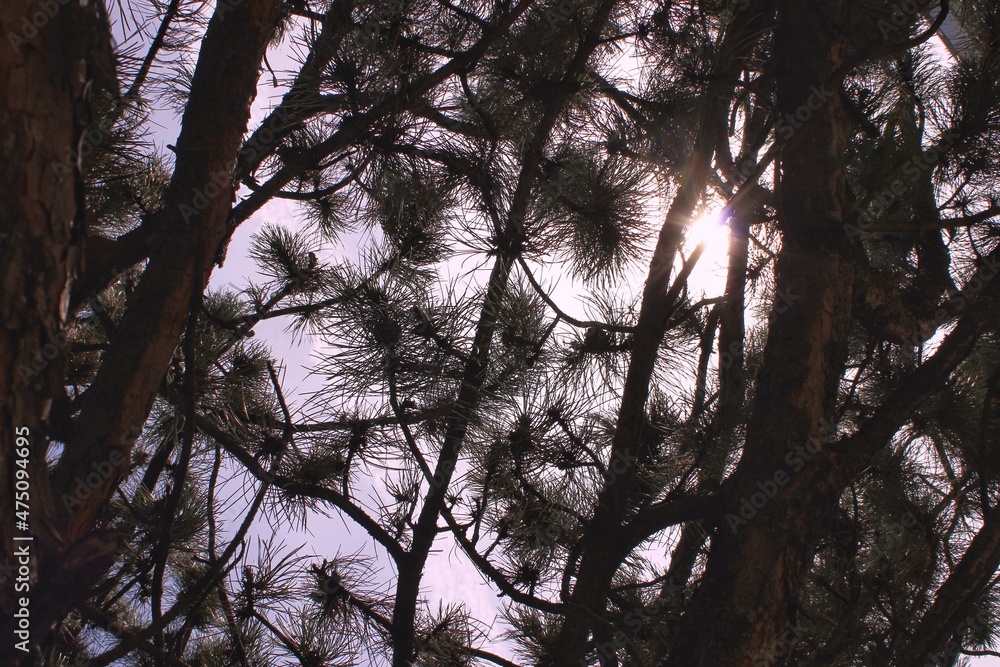 Obraz premium sun through trees