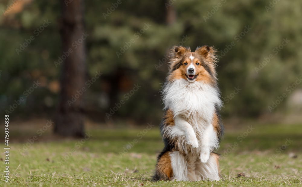 Red dog in nature Fluffy Sheltie outdoor. Domestic pet on a walk. 