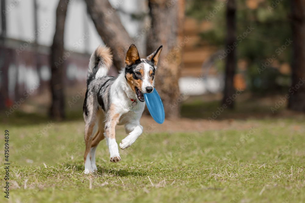 Dog with plastic disc. Border Collie dog catching flying disc. Sport with dog. Dog activity
