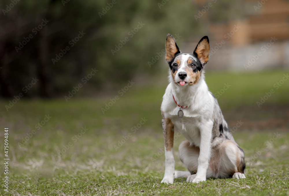 Dog in nature Border Collie dog outdoor. Domestic pet on a walk. Dog in nature Border Collie dog outdoor. Domestic pet on a walk.