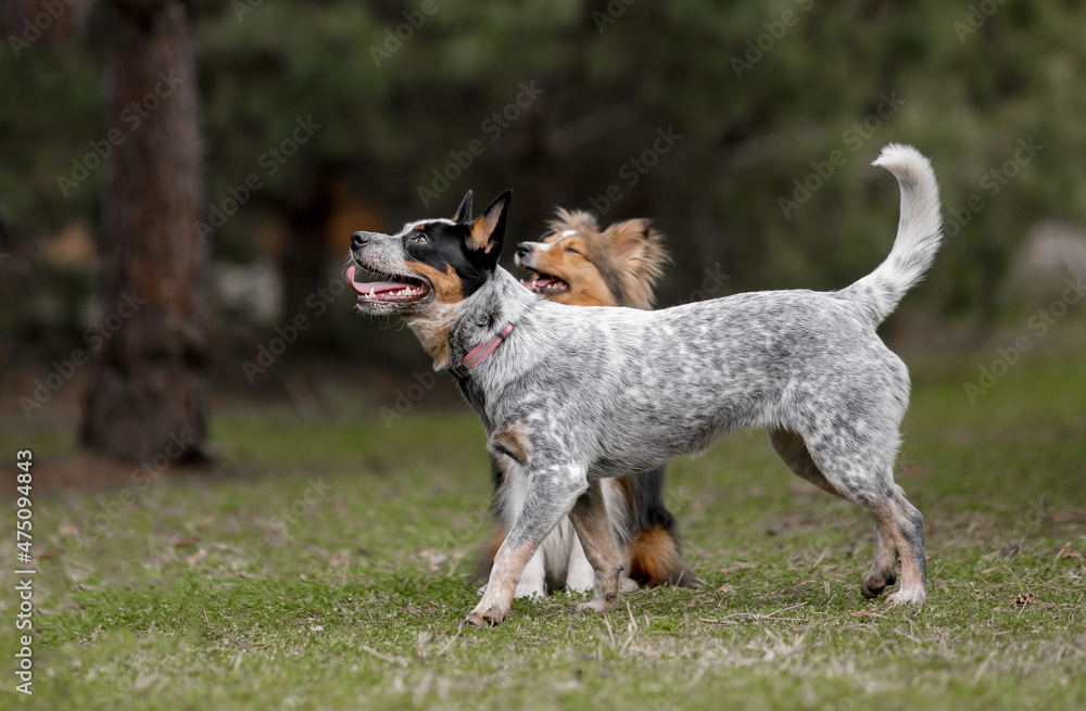 Shetland Sheepdog and Australian Cattle dogs. Two dogs outdoor. Group of different breed dogs together. 