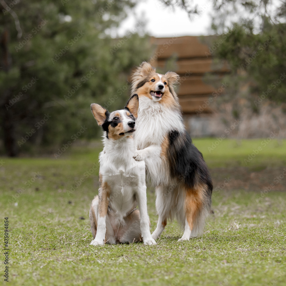 Border Collie and Shetland Sheepdog. Two dogs outdoor. Group of different breed dogs together. 