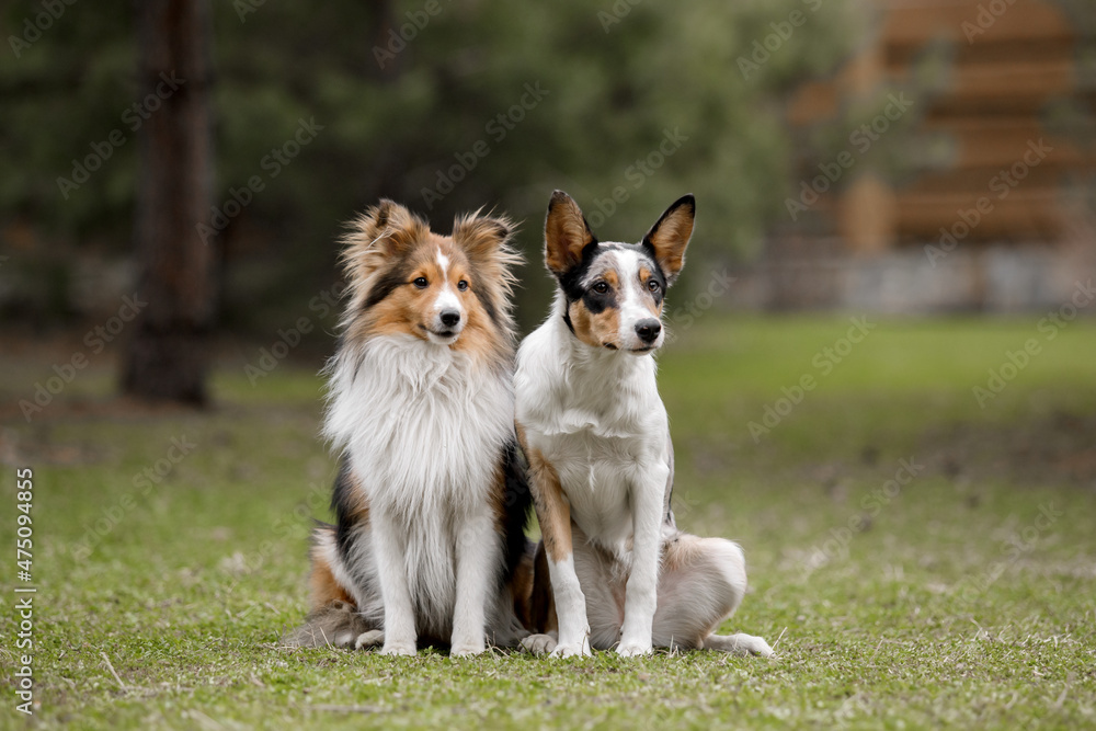 Border Collie and Shetland Sheepdog. Two dogs outdoor. Group of different breed dogs together. 