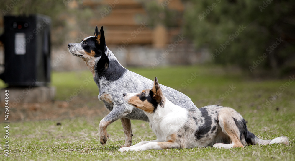 Border Collie and Australian Cattle dogs. Two dogs outdoor. Group of different breed dogs together. Border Collie and Australian Cattle dogs. Two dogs outdoor. Group of different breed dogs together.