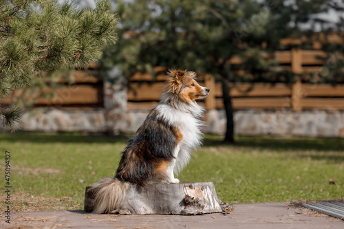 Red dog in nature Fluffy Sheltie outdoor. Domestic pet on a walk. 