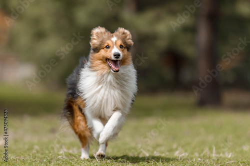 Fast speed dog. Red dog in nature Fluffy Sheltie outdoor. Domestic pet on a walk. Dog running. 