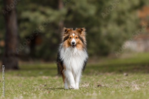 Red dog in nature Fluffy Sheltie outdoor. Domestic pet on a walk. 