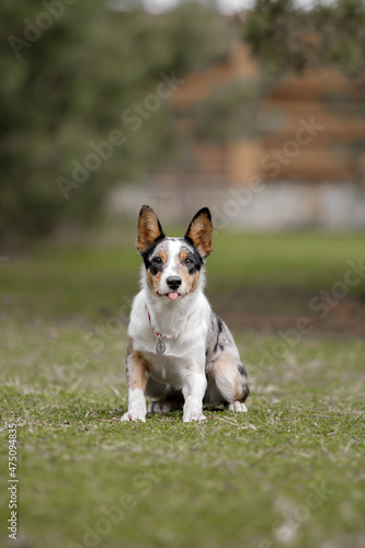 Dog in nature Border Collie dog outdoor. Domestic pet on a walk.  © OlgaOvcharenko