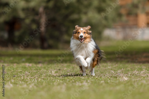 Fast speed dog. Red dog in nature Fluffy Sheltie outdoor. Domestic pet on a walk. Dog running. 