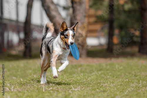 Dog with plastic disc. Border Collie dog catching flying disc. Sport with dog. Dog activity