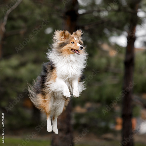 Dog jumping. Beautiful fun Sheltie dog trick flying jump. Shetland Sheepdog jumping up © OlgaOvcharenko