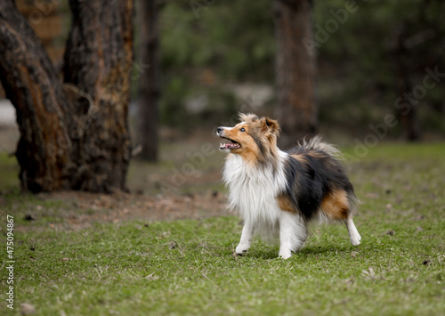 Red dog in nature Fluffy Sheltie outdoor. Domestic pet on a walk.  © OlgaOvcharenko