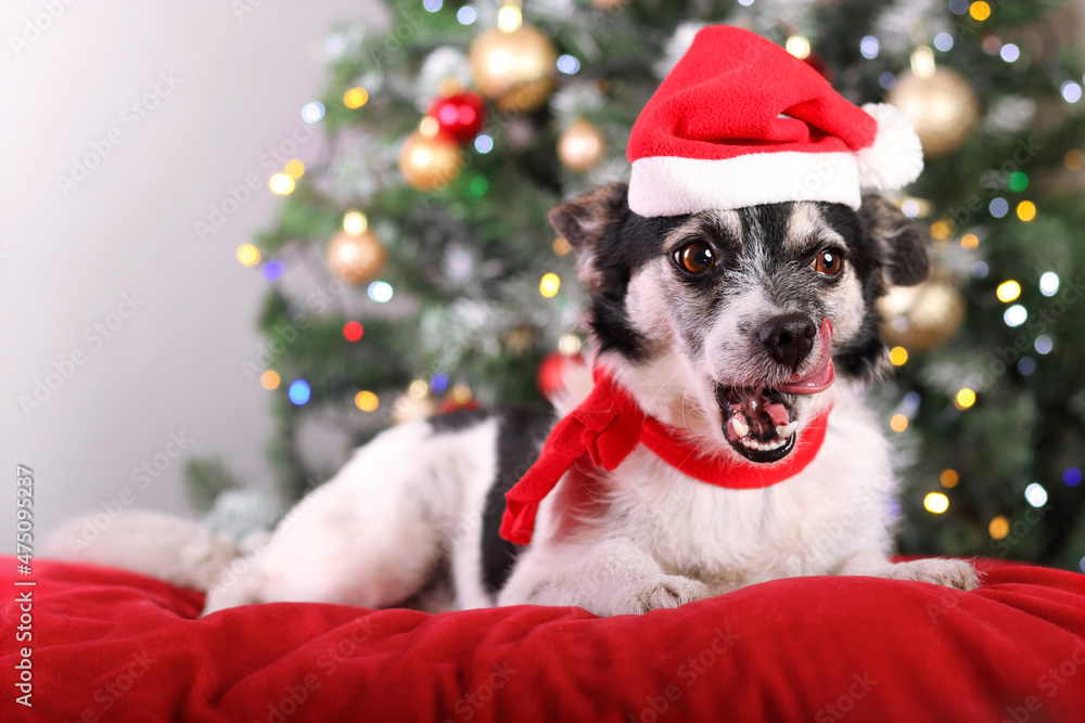 Dog in a red hat of Santa Claus rests on a red pillow and licks. Dog on a background of Christmas trees and Christmas lights. Portrait of a dog showing tongue and teeth. Happy New Year. Winter
