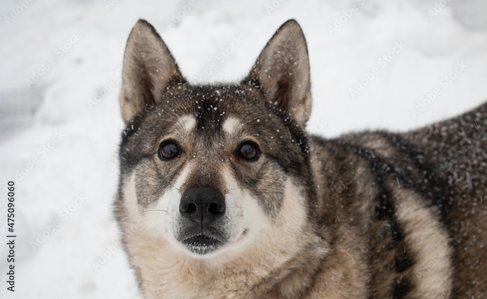 Portrait of a dog of West Siberian Laika breed on a winter day, front view, covered with snow