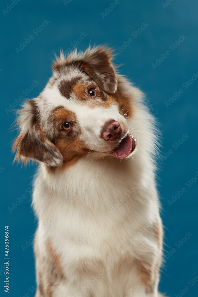 border collie portrait