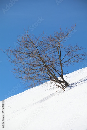 faggi, alberi, inverno, neve, alberi spogli, montagna, faggi solitari,  Valle Cavargna. photo