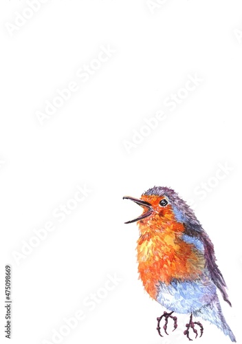 watercolor singing robin bird isolated on a white background. winter birds