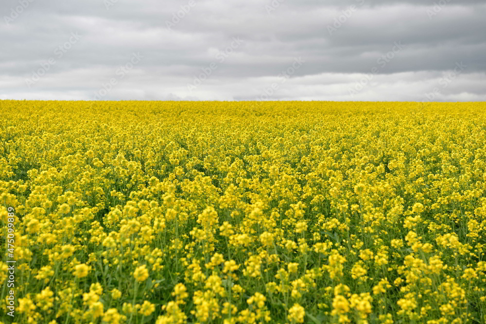 Rape seed hello flowers