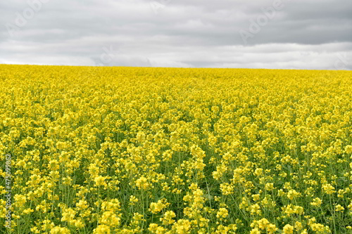 Rape seed hello flowers