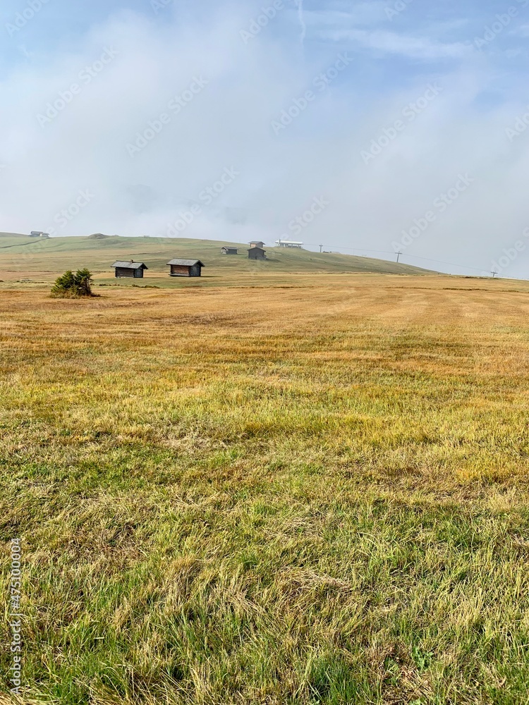 Fototapeta premium cows in the field