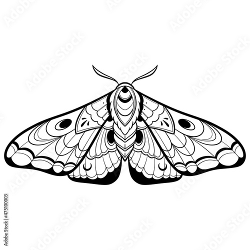 Butterfly sketch. Detailed realistic sketch of a moth