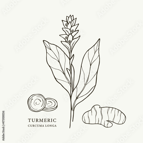 Hand drawn turmeric plant and root