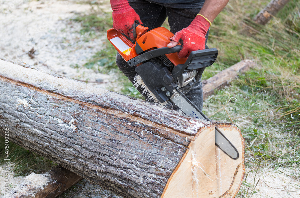 Power chainsaw in logging worker hands at cutting wood plank of felled tree trunk. Closeup of lumberjack holding portable chain saw with guide bar in wooden log at work in forest. Sawing machine tool. Power chainsaw in logging worker hands at cutting wood plank of felled tree trunk. Closeup of lumberjack holding portable chain saw with guide bar in wooden log at work in forest. Sawing machine tool.
