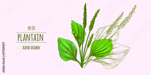 Detailed botanical drawing of plantain with flowers and green leaves. Flowering herbaceous plant hand drawn in retro style. Medicinal herb used for herbal medicine. Vector illustration.