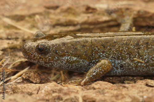 Closeup on the endangered Oita salamander Hynobius dunni sitting photo