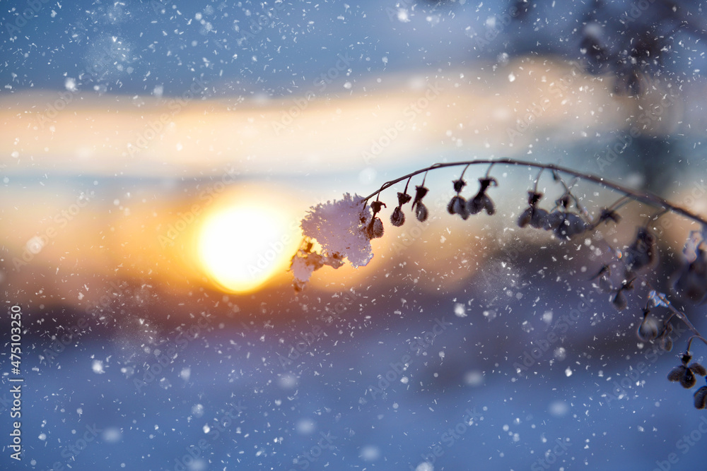 Fototapeta premium Snow covered dry branch of a plant on a blurred background of the sunset. Winter background.