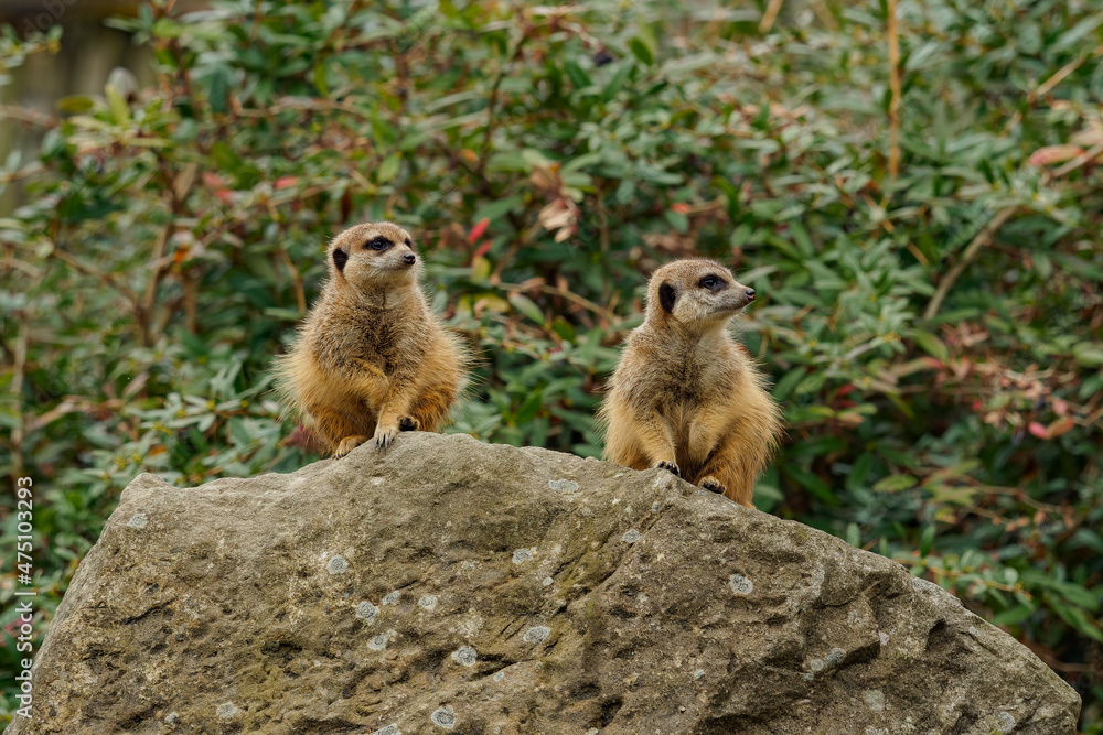 Naklejka premium Two small meerkats on a rock under a bush