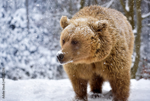 Wild brown bear (Ursus arctos) in winter forest. Natural habitat. Winter season.