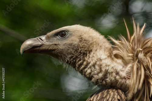 Himalayan vulture head detail portrait