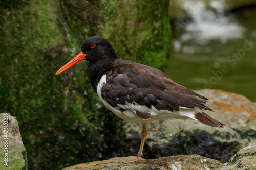 Canvastavla Eurasian oystercatcher standing on a rock