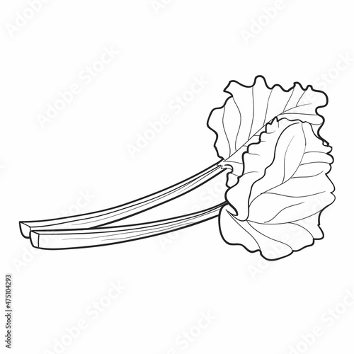Vászonkép sketch, rhubarb with large leaves, coloring book, isolated object on white backg
